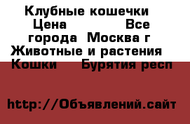 Клубные кошечки › Цена ­ 10 000 - Все города, Москва г. Животные и растения » Кошки   . Бурятия респ.